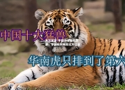 米兰体育-中国篮球超级联赛：华南虎队再胜北方猛兽